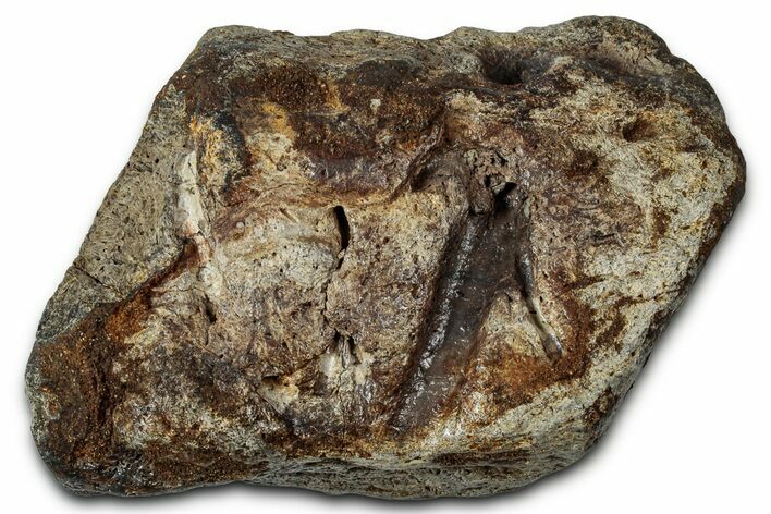 Dinosaur (Triceratops) Frill Shield Section - Montana #355091